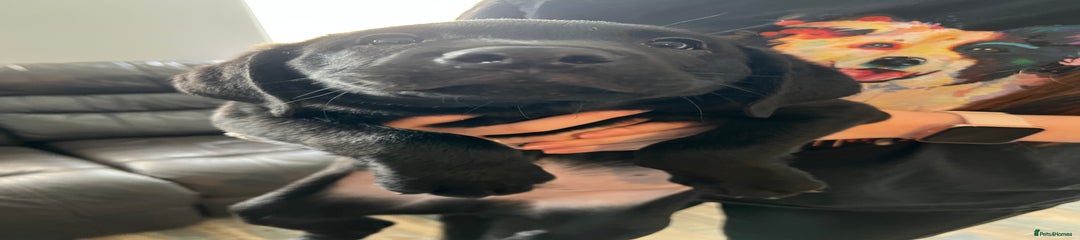 Labrador Retriever Puppy 6