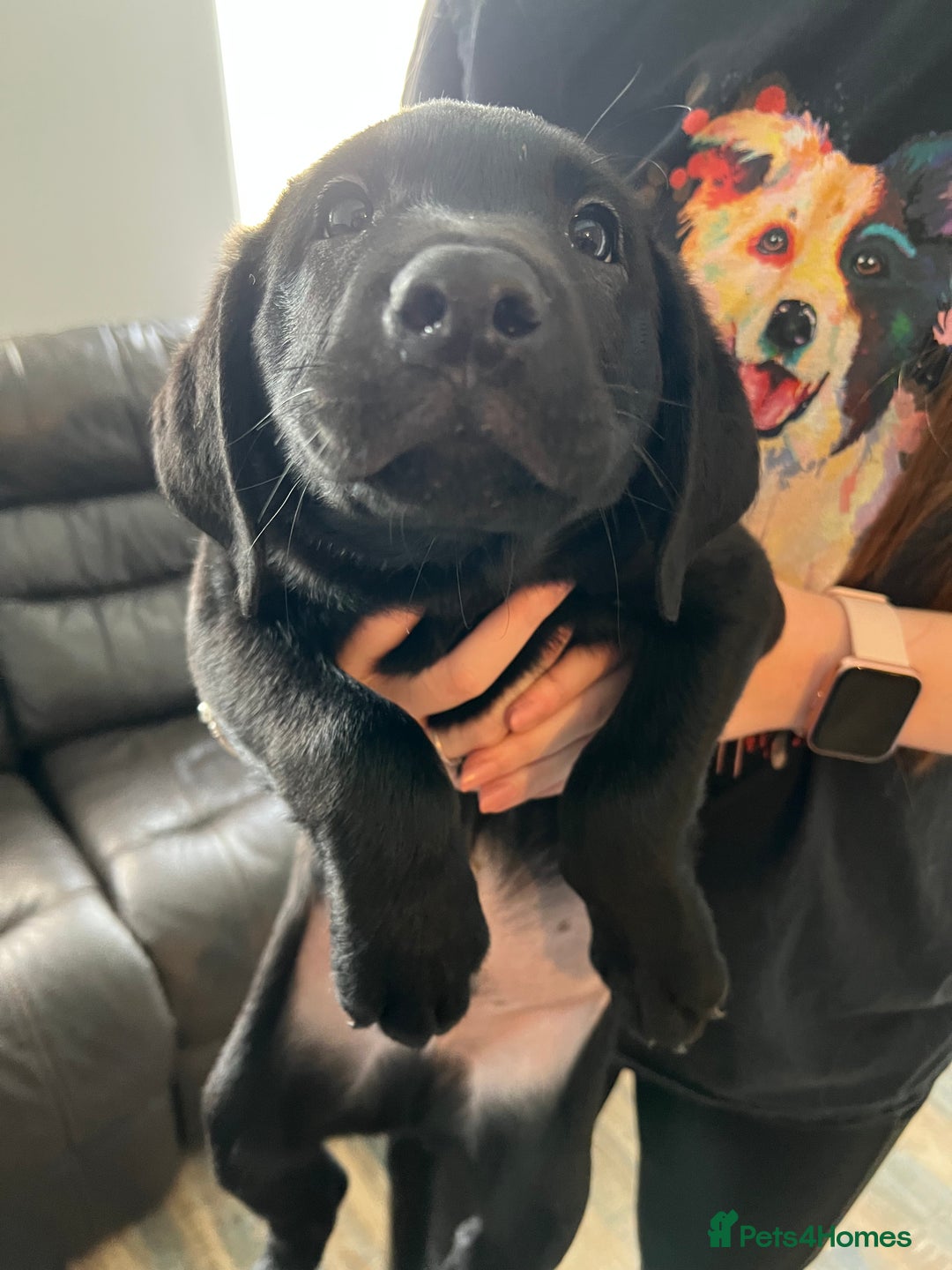 Labrador Retriever dogs for sale: Kc Labradors working line Bred for assistance work - Image 9