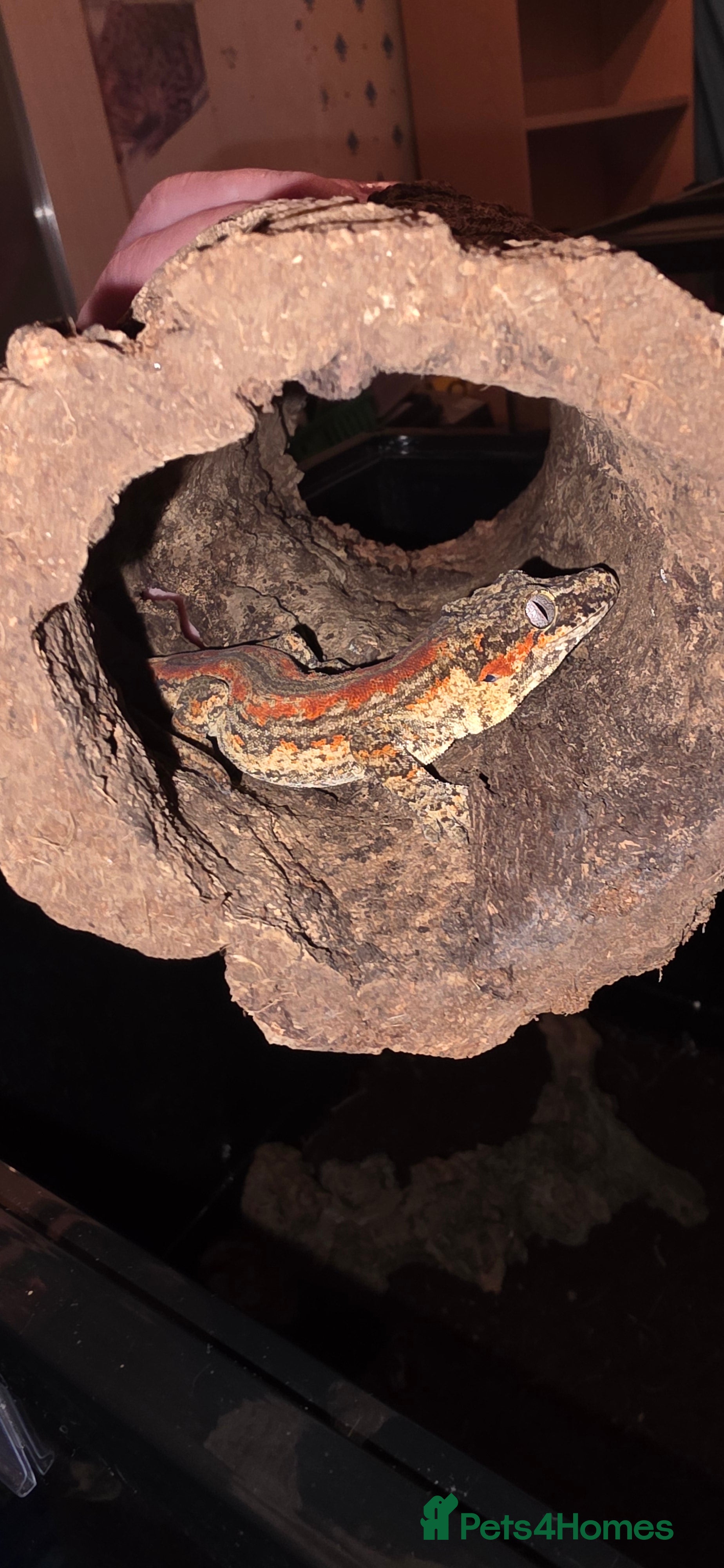 Gecko reptiles Gargoyle gecko and Tank  - Advert 8