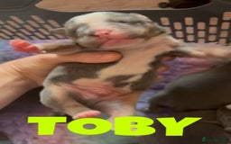 Olde English Bulldogge dogs for sale: ‼️⭐️LAST 2⭐️‼️OEB PUPS- Jabbed & Chipped - Image 4