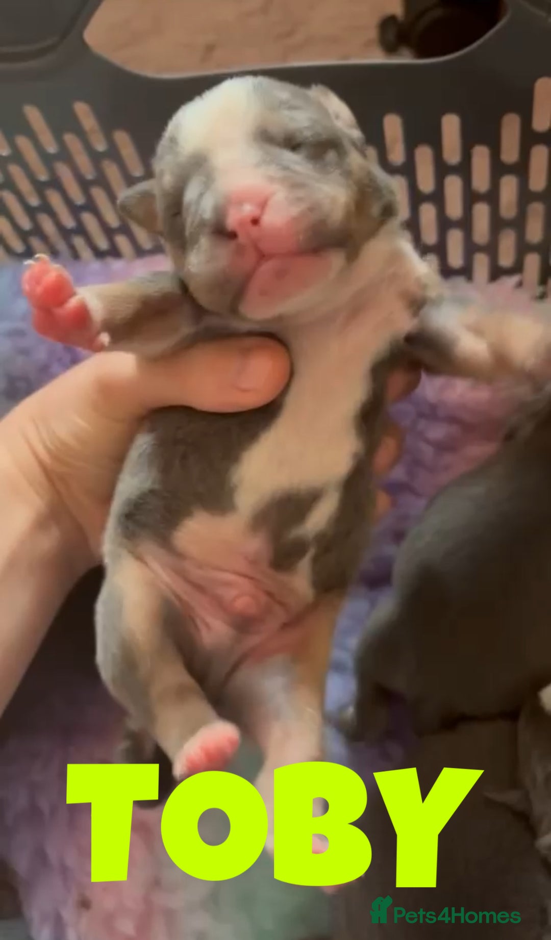 Olde English Bulldogge dogs for sale: ‼️⭐️LAST 2⭐️‼️OEB PUPS- Jabbed & Chipped - Image 4