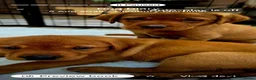 Labrador Retriever dogs for sale: Stunning litter of Fox Red Labrador Retrievers  - Advert 7