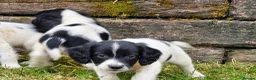 English Springer Spaniel dogs for sale: springer spaniel litter. 2 AVAILABLE  - Advert 12
