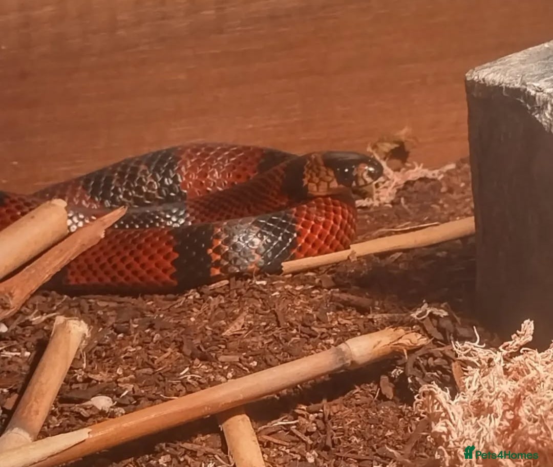 Milk Snake reptiles for sale: Hondurian milkshake for sale - Image 6