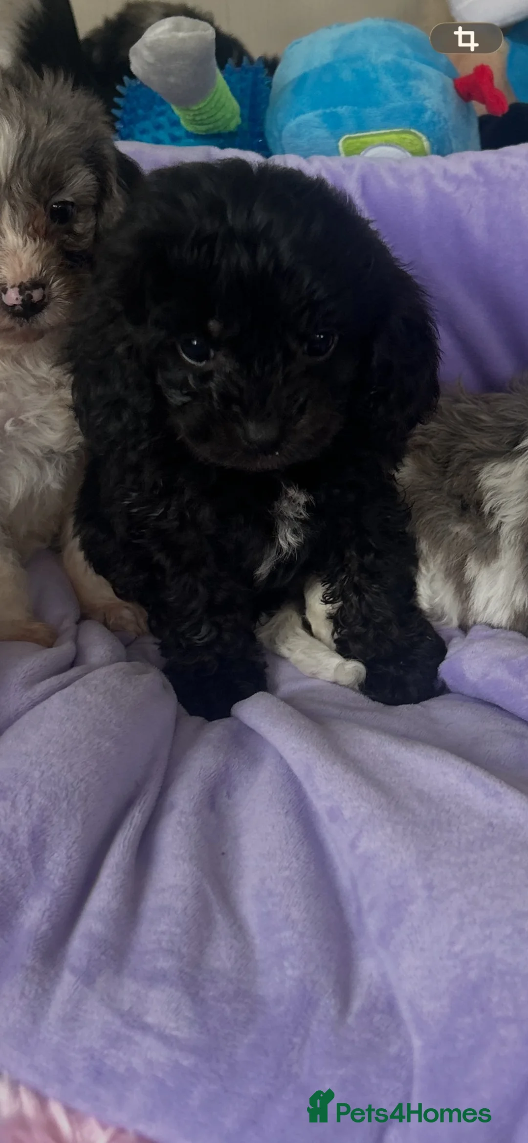 Cavapoo dogs for sale: Health tested Cavapoo pups  - Advert 29