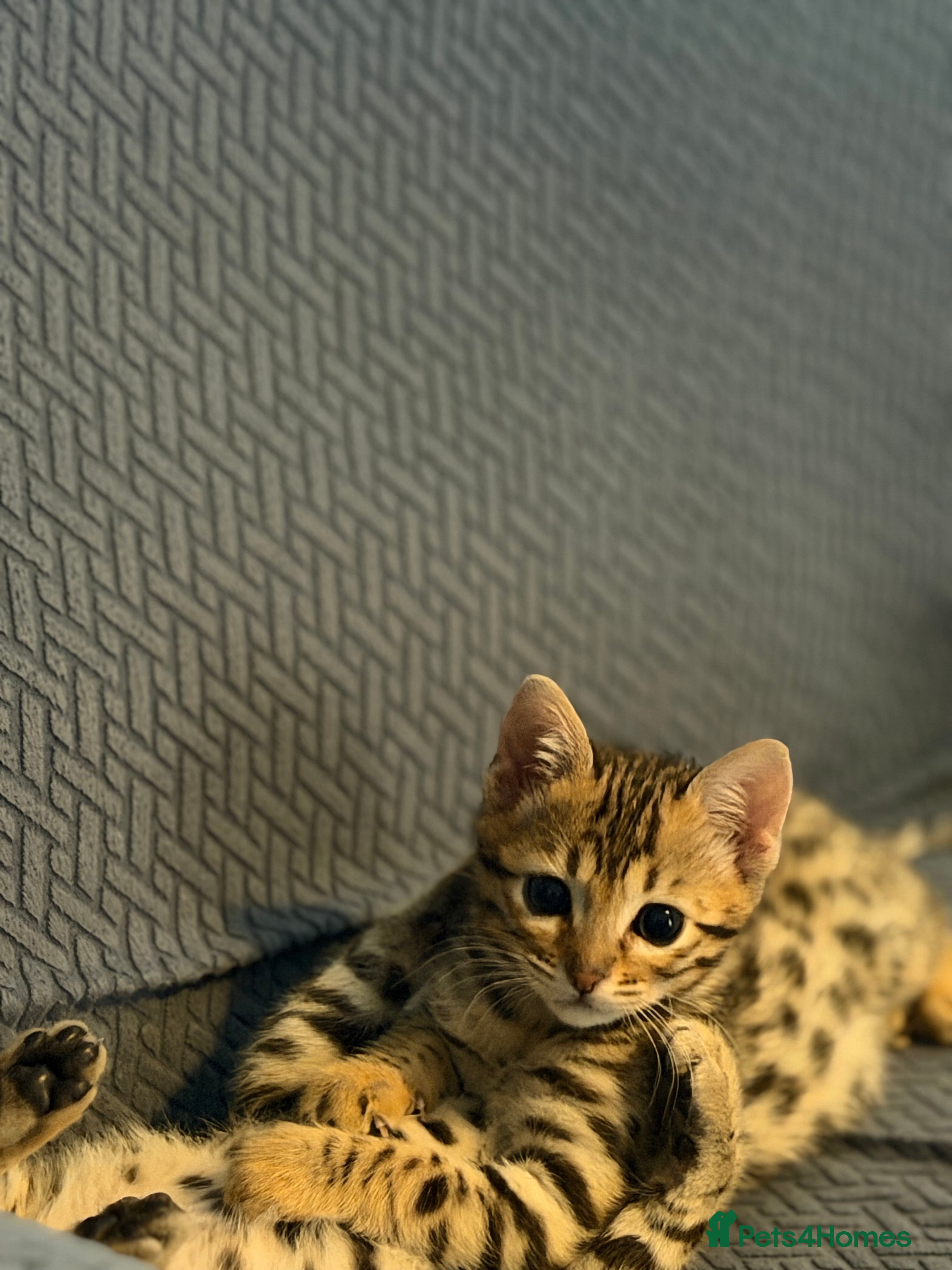Bengal cats Stunning beautiful bengal kittens  - Advert 2