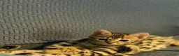 Bengal cats for sale: Stunning beautiful bengal kittens  - Advert 2