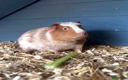 Guinea Pig rodents for sale: Guinea pigs  - Image 2