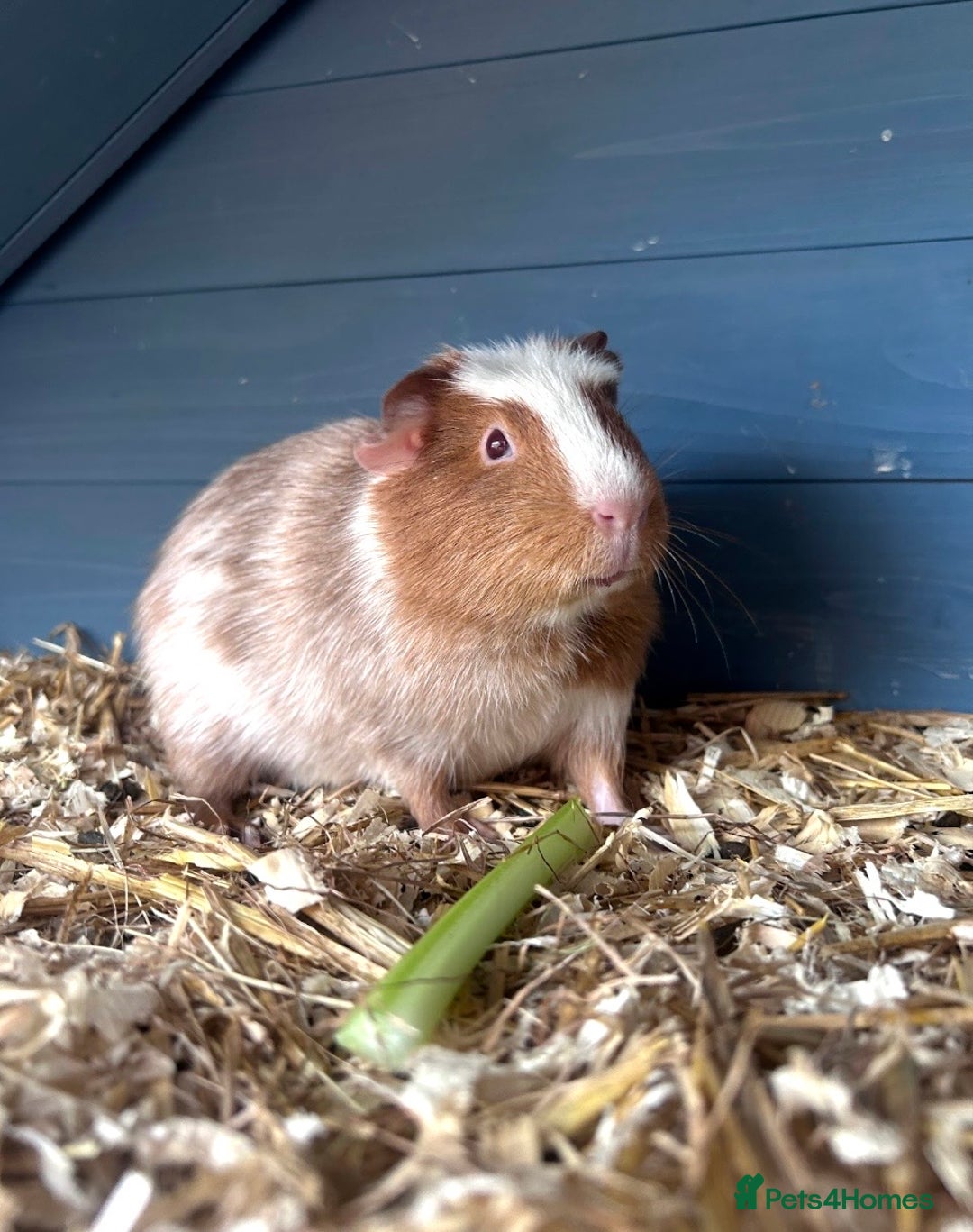 Guinea Pig rodents for sale: Guinea pigs  - Image 2