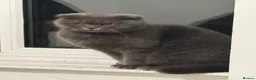 Scottish Fold cats for sale: 3 Beautiful Purebred Scottish Fold Male Kittens - Advert 21