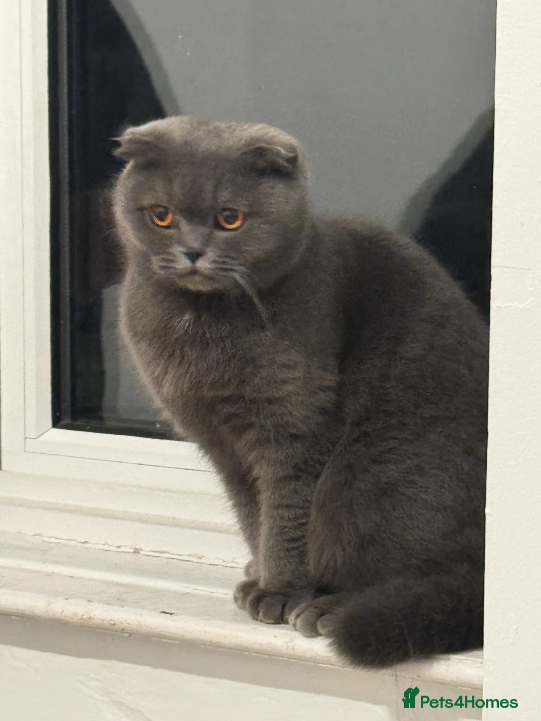 Scottish Fold cats for sale: 3 Beautiful Purebred Scottish Fold Male Kittens - Advert 21