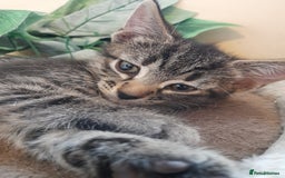 Mixed Breed cats for sale: Kittens available  - Image 15