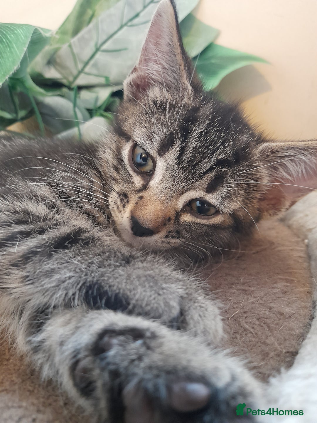 Mixed Breed cats for sale: Kittens available  - Image 15