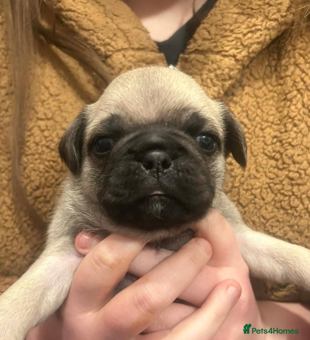 Pug dogs for sale: Chunky pug pups  - Advert 1