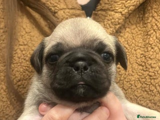 Pug dogs Chunky pug pups - Advert 2