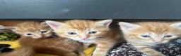 Mixed Breed cats for sale: 4 fluffy ginger kittens - Advert 1