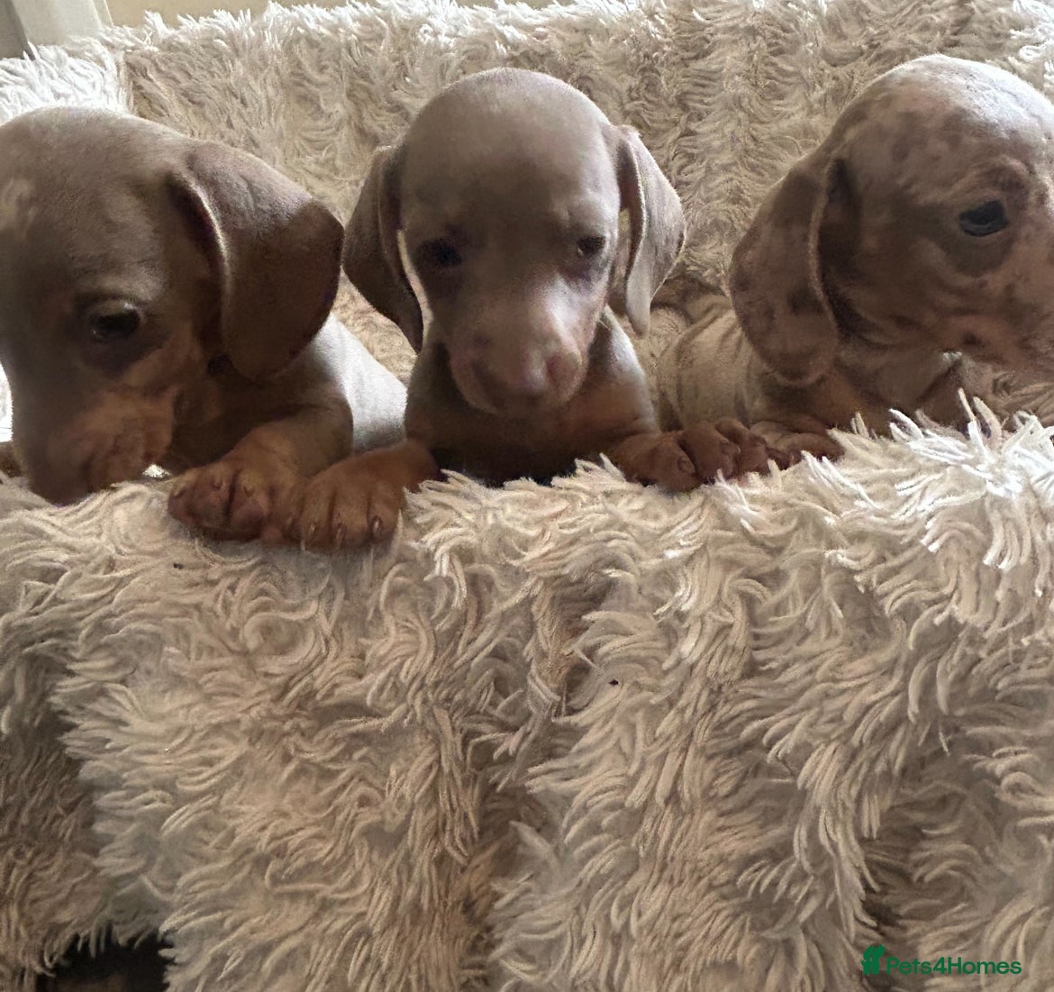 Miniature Dachshund dogs Miniature daschund  - Advert 3