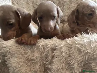 Miniature Dachshund dogs Miniature daschund - Advert 3