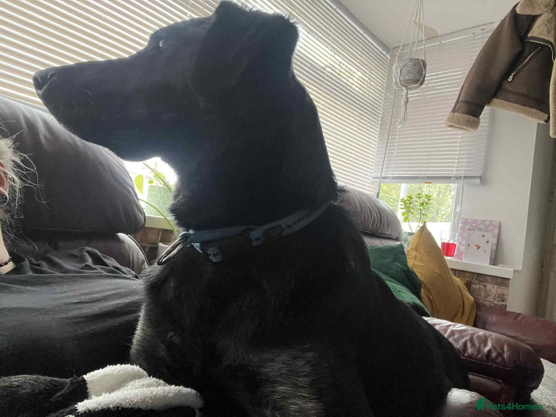 Pointer dogs for adoption: Floyd is looking for an amazing home - Image 5