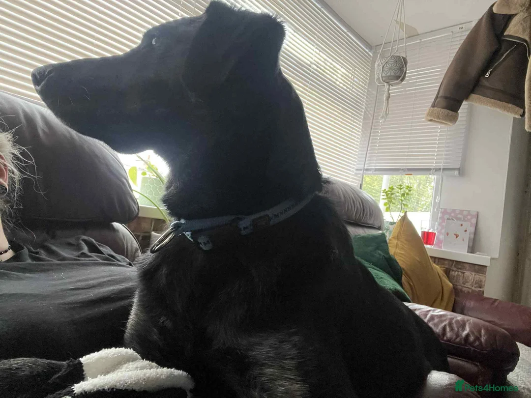 Pointer dogs for adoption: Floyd is looking for an amazing home - Advert 5