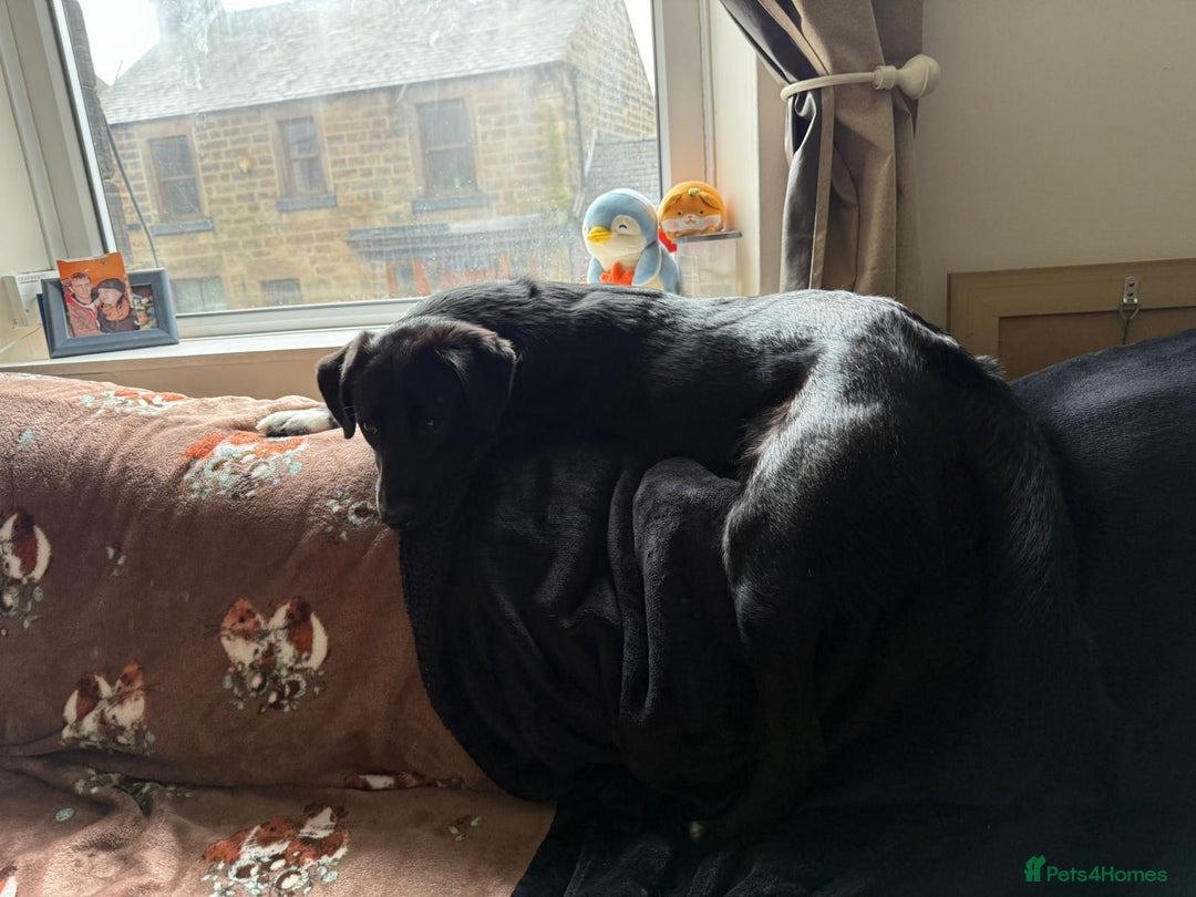 Mixed Breed dogs for adoption: Meet DIESEL, a smart Boy for the Right Loving Home - Advert 10