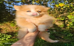 Pomeranian dogs for sale: ONLY 1 PUPPY LEFT NOW! - Image 37