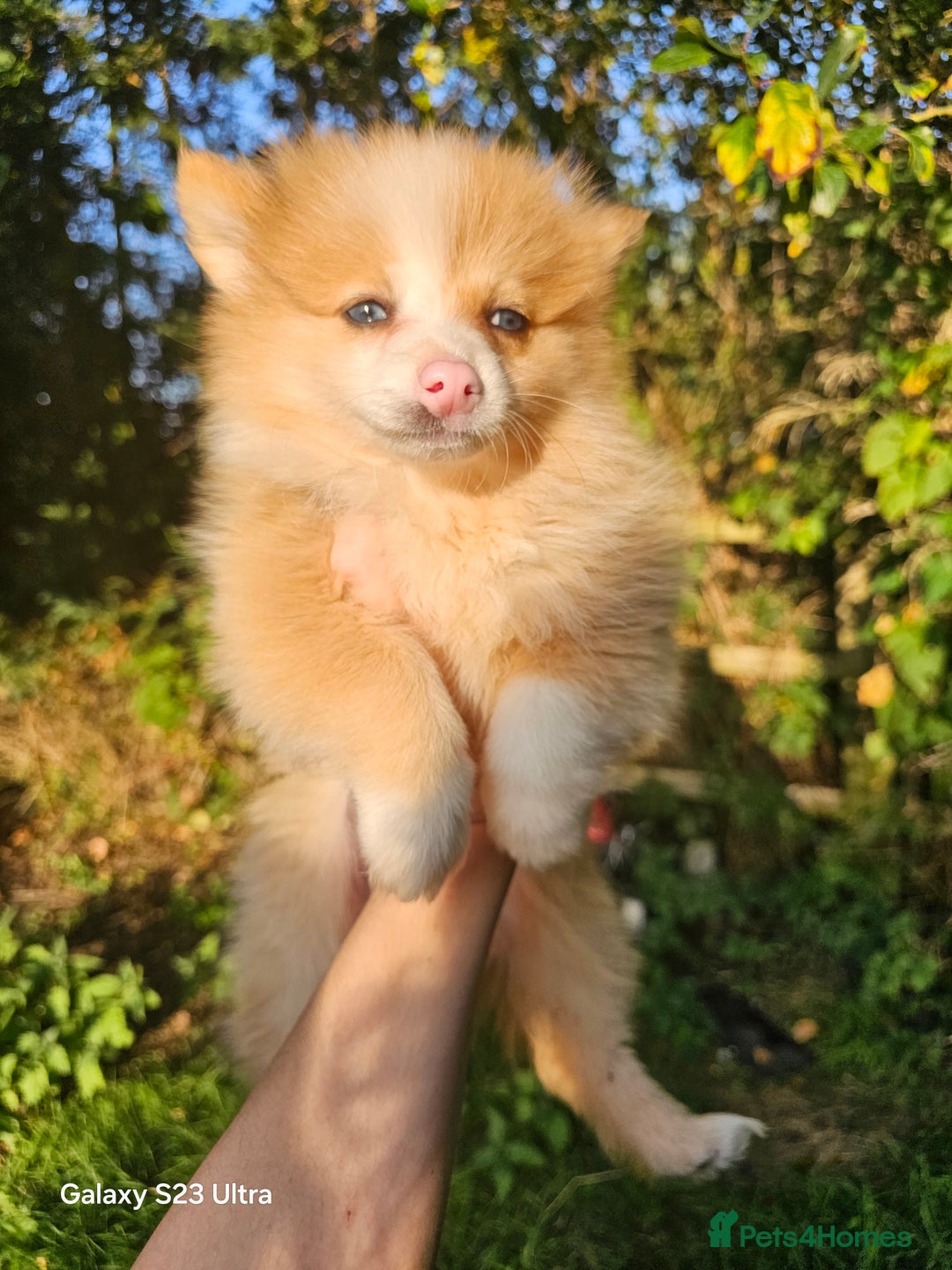 Pomeranian dogs for sale: ONLY 1 PUPPY LEFT NOW! - Image 37