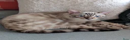 Mixed Breed cats for sale: Snow Lynx Bengal Male - Advert 10