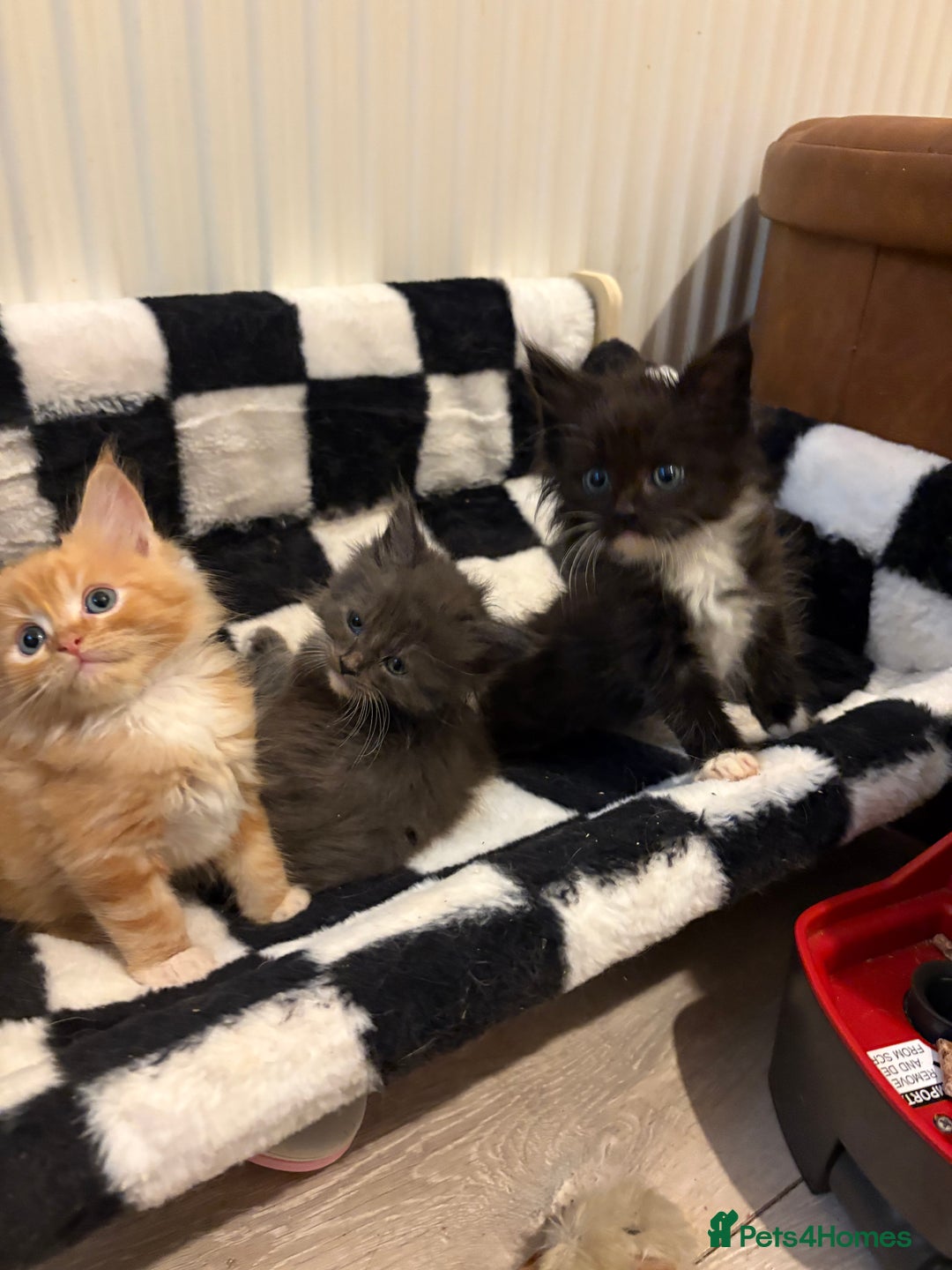 Maine Coon cats for sale: Maincoon X Ragdoll - Advert 3