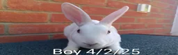 Rex rabbits for sale: Mini Rex BEW Bucks and Does Rabbits - Advert 8
