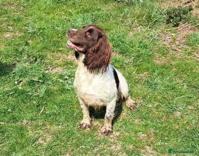 English Springer Spaniel dogs English springer spaniel puppy  - Advert 2