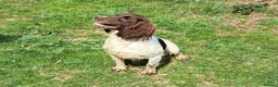 English Springer Spaniel dogs for sale: English springer spaniel puppy  - Advert 2