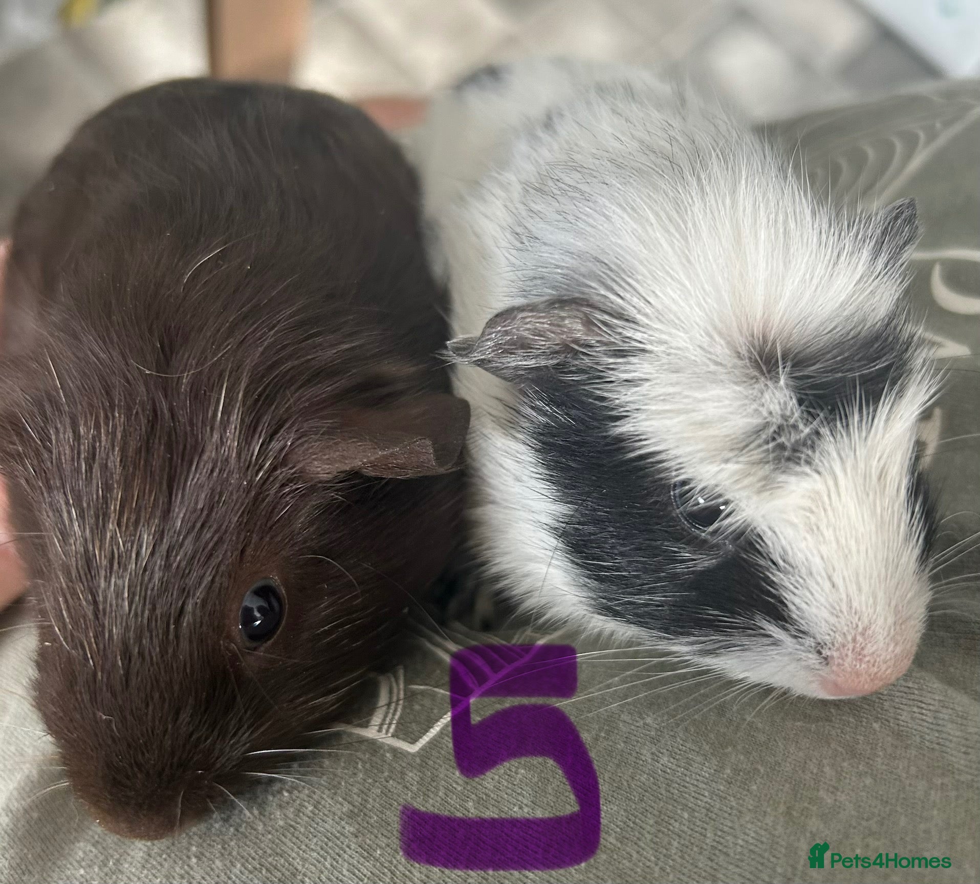 Guinea Pig rodents BONDED BABIES 2 SOWS AND 2 BOARS £50 a pair - Advert 1