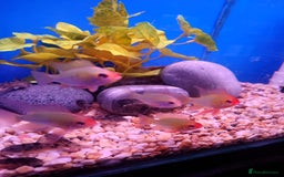 Other/Mixed Breed fish for sale: Fish Stock List - Updated Regularly  - Image 33