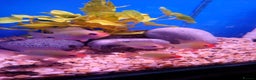 Other/Mixed Breed fish for sale: Fish Stock List - Updated Regularly  - Advert 31