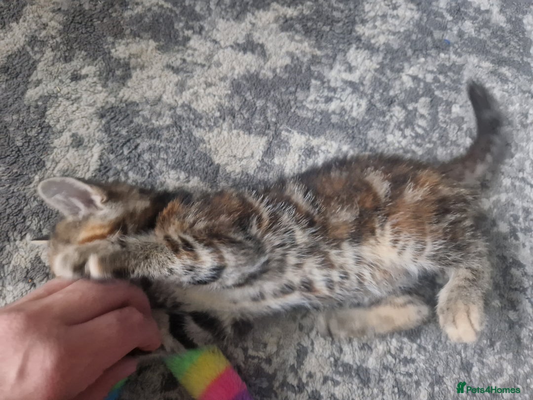 Mixed Breed cats for sale: 3 beautiful semi long haired kittens 8 weeks - Image 9