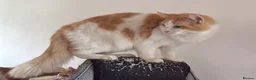 Maine Coon cats for sale: Beautiful Ginger Maine Coon - Advert 3