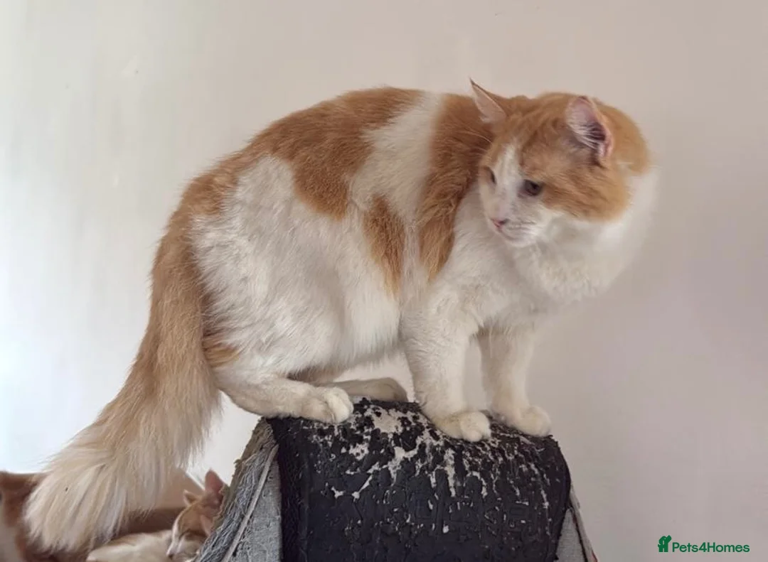 Maine Coon cats for sale: Beautiful Ginger Maine Coon - Advert 3