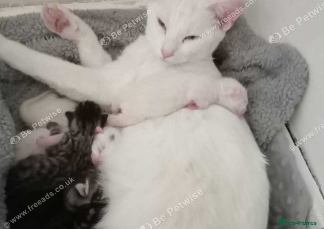 Mixed Breed cats for sale: Tabby kitten  - Image 3