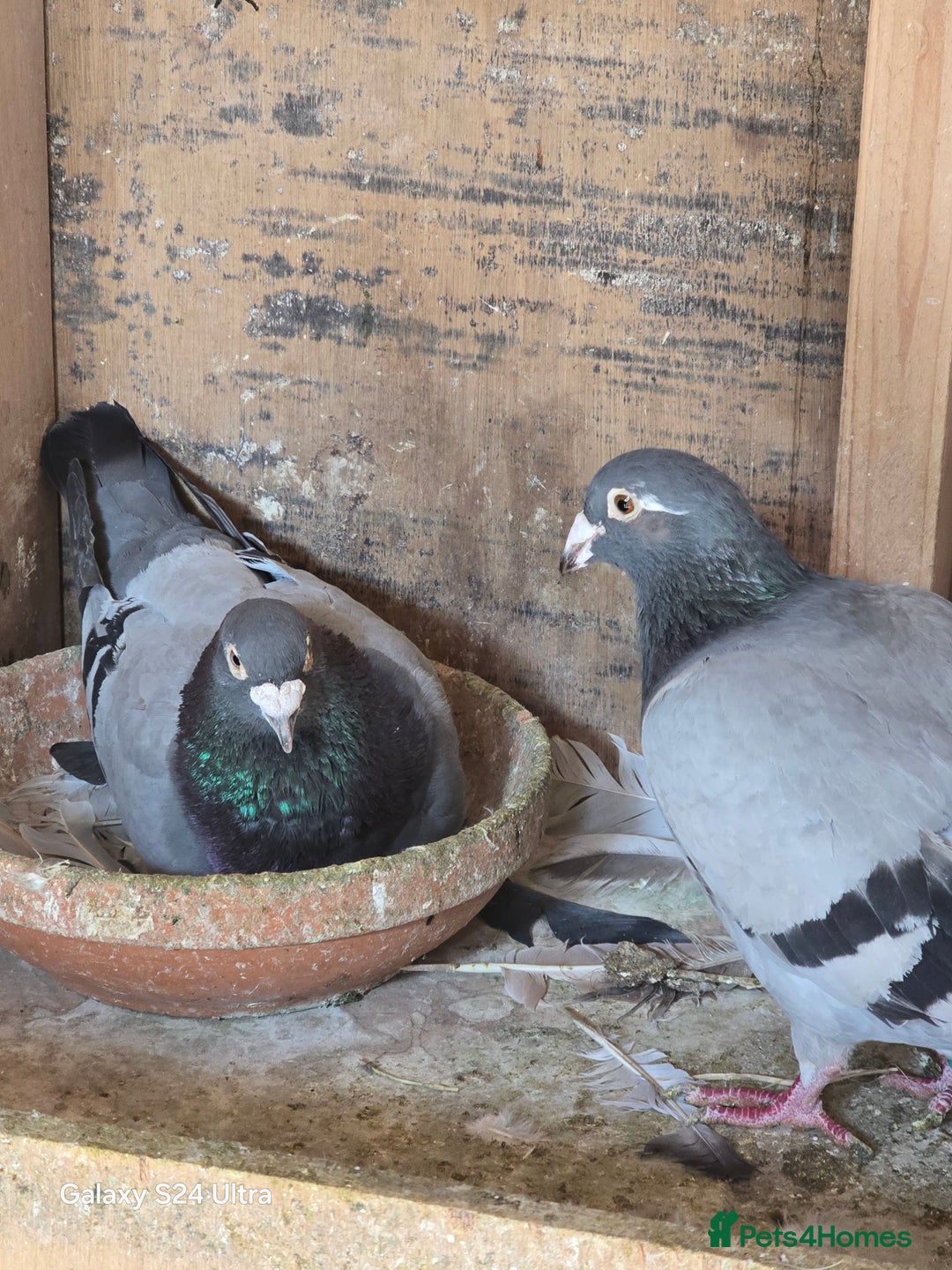 Pigeons birds for sale: Baby and adult racing Pigeons  - Image 15