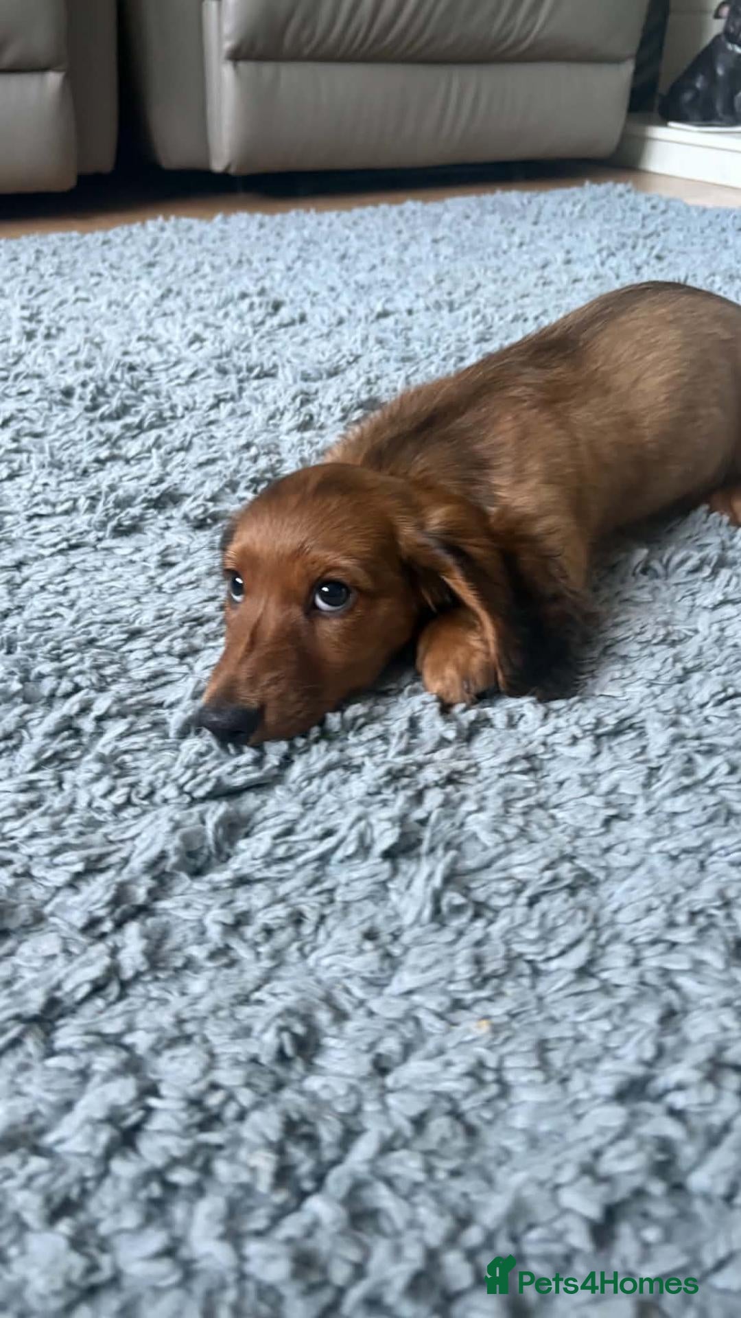 Dachshund dogs   Mini KC-registered longhaired dachshund puppies  - Advert 1