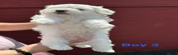 Bichon Frise dogs for sale:     🐶 6 Adorable Puppies Looking for a Home - Advert 22