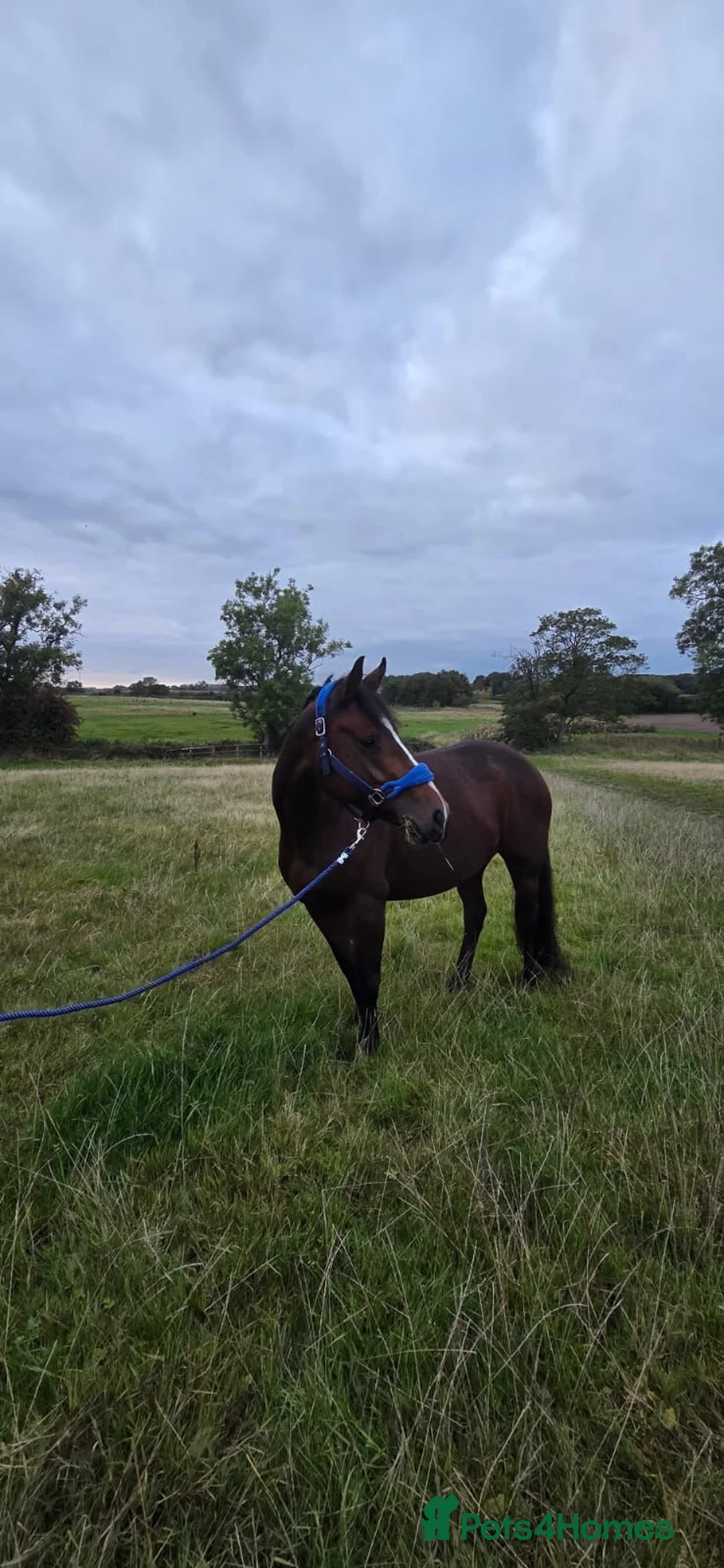 Welsh Section D horses for sale: Lovely project/companion for sale in Northwich - Advert 1