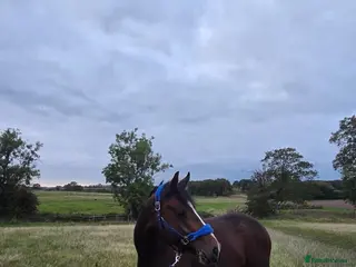 Welsh Section D horses Lovely project/companion for sale in Northwich - Advert 4