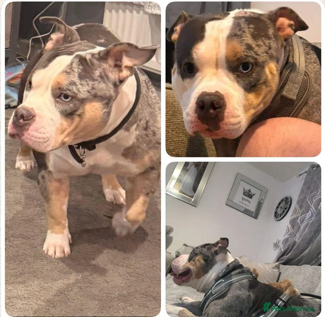 American Bully dogs for sale: Pocket bully  in Port Talbot - Advert 1