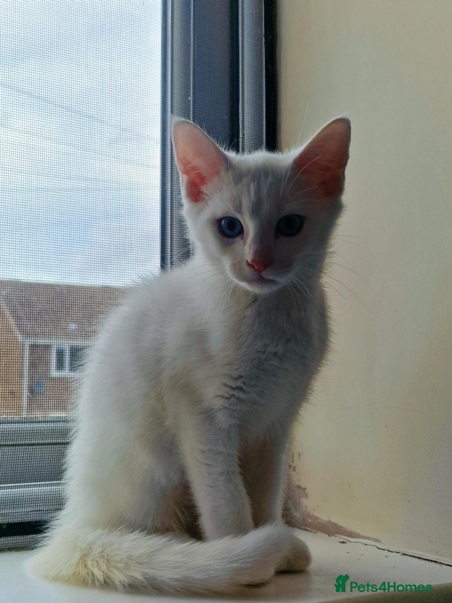 Mixed Breed cats Stunning White Blue-Eyed Male Kitten  - Advert 1