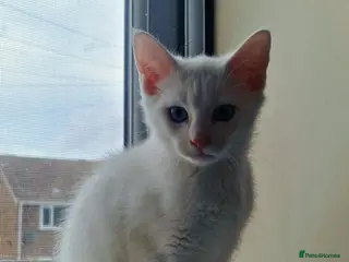 Mixed Breed cats Stunning White Blue-Eyed Male Kitten - Advert 1