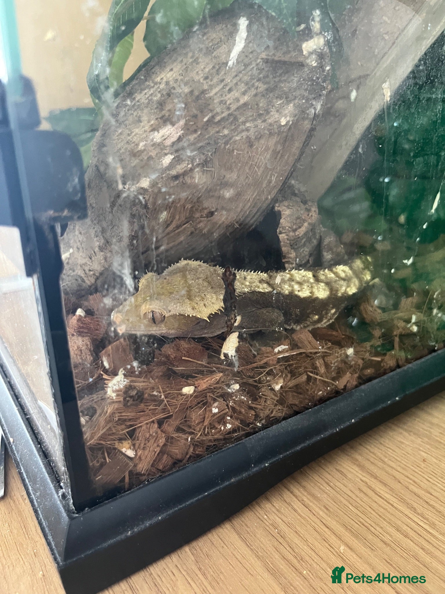 Gecko reptiles Crested gecko - Advert 11
