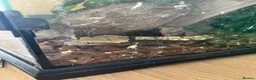 Gecko reptiles for sale: Crested gecko in Maidstone - Advert 1