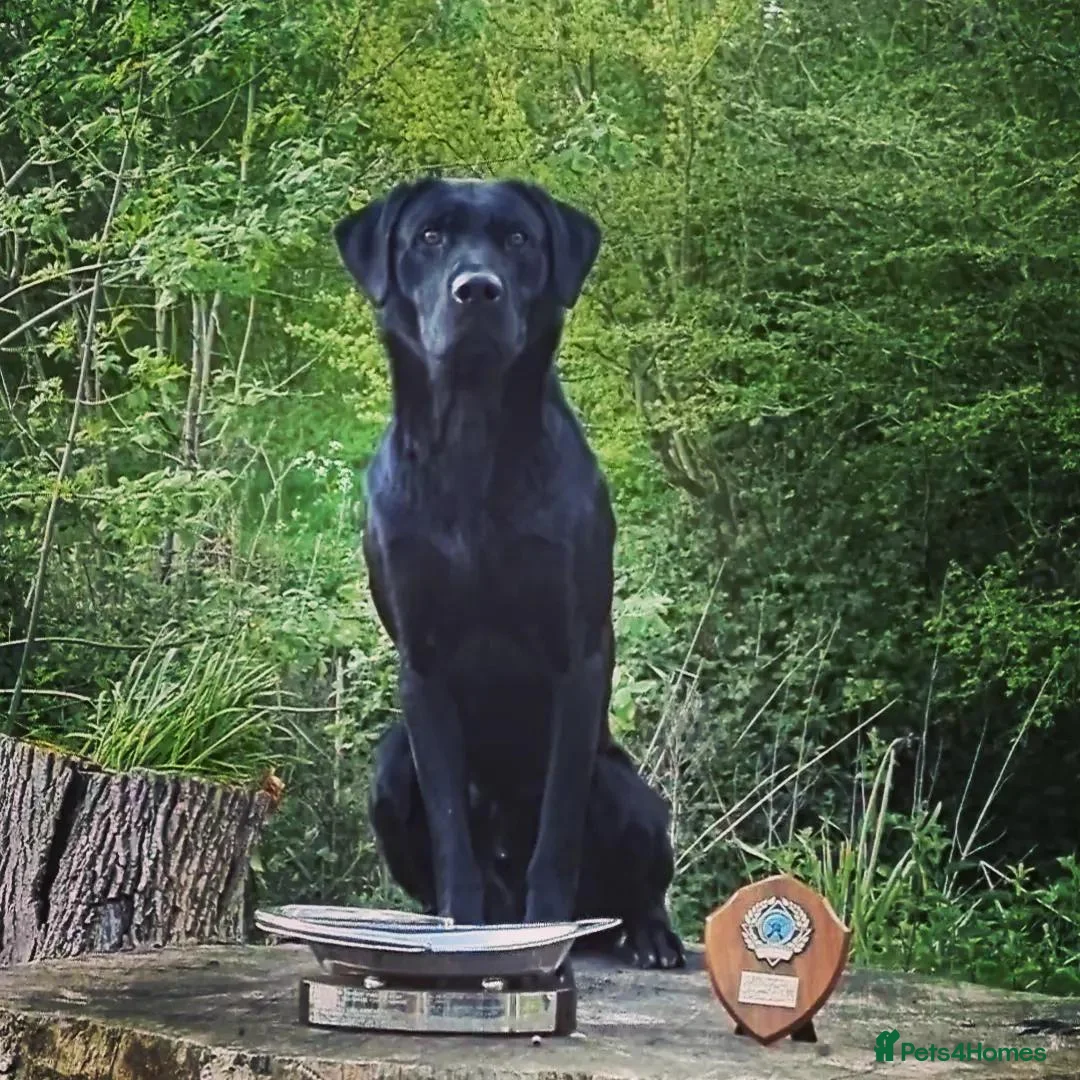 Labrador Retriever dogs for stud: Fully health tested Labrador stud - Advert 2